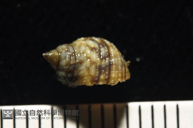 黑尖玉黍螺藏品圖，第4張