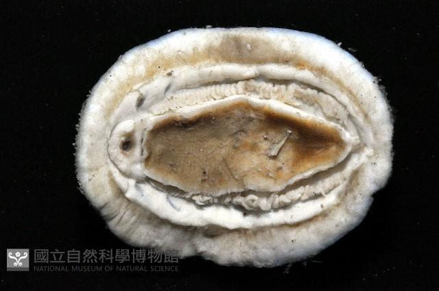 琉球花棘石鱉(琉球駝石鱉)藏品圖，第4張