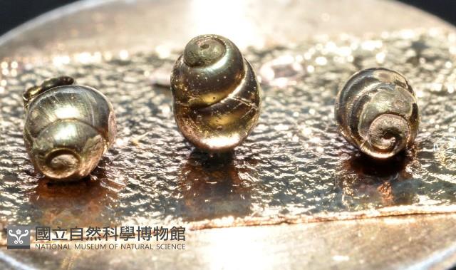 礁溪粟螺藏品圖，第4張