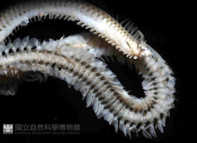 未知種沙蠶-異沙蠶體藏品圖，第4張