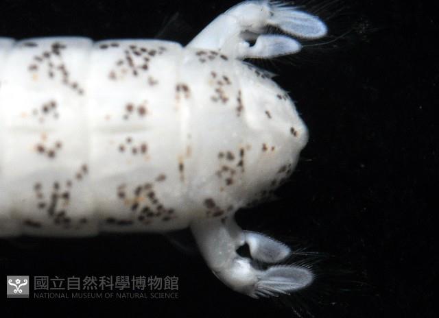 豹斑幼嫩蝦蛄藏品圖，第4張