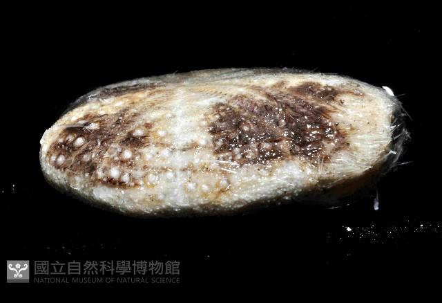 扁仙壺海膽藏品圖，第4張