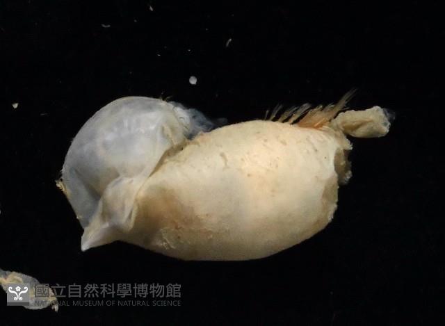 未知種不倒翁蟲藏品圖，第4張
