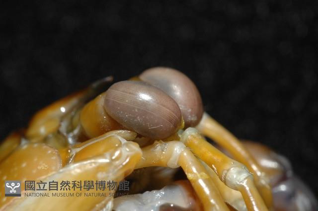 大指蝦蛄藏品圖，第4張