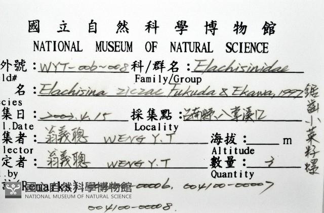 鋸齒小菜籽蛤藏品圖，第4張