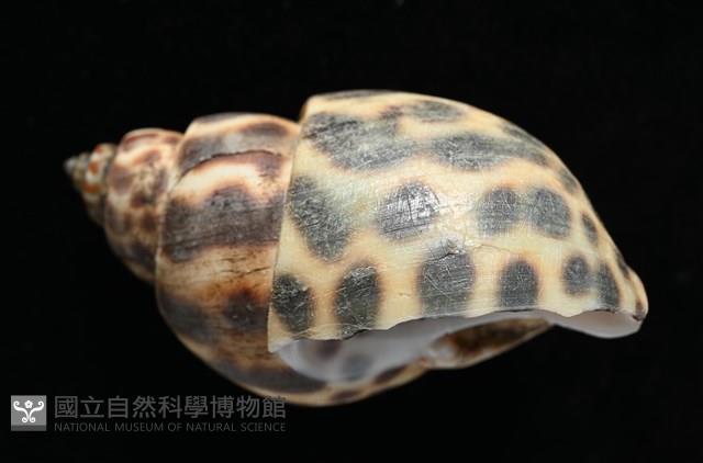 婆羅洲鳳螺藏品圖，第4張