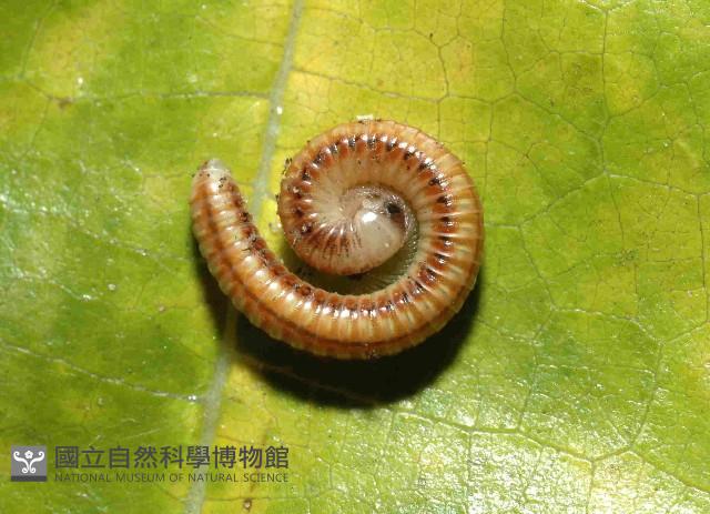 畏光側山蛩藏品圖，第4張