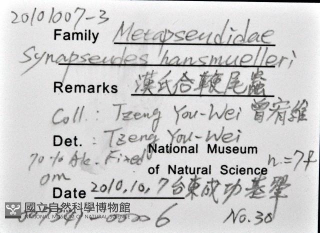 漢氏合鞭尾蟲藏品圖，第4張