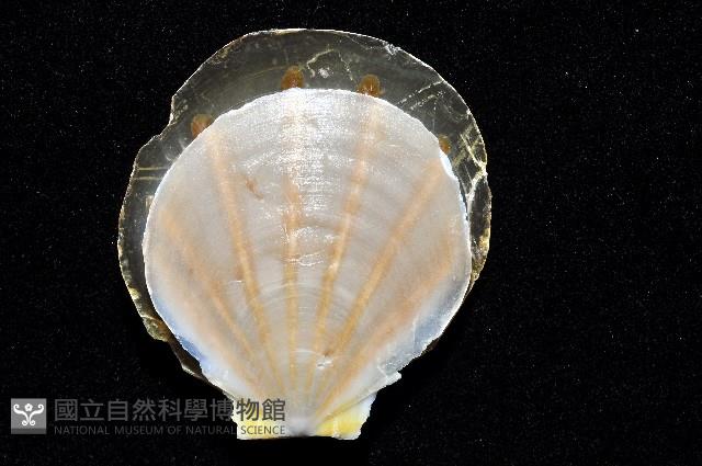 大光芒海扇蛤藏品圖，第4張