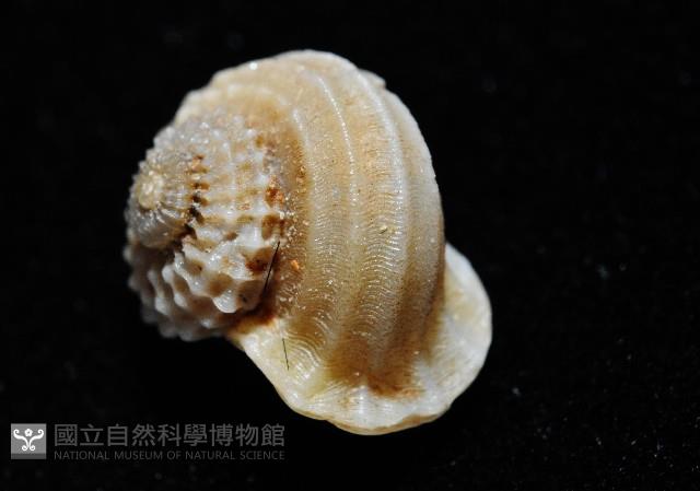 球花冠螺藏品圖，第4張