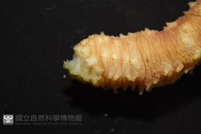 黃疣海參藏品圖，第4張