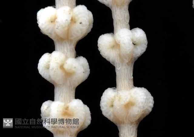 未知種深海原軟珊瑚藏品圖，第4張