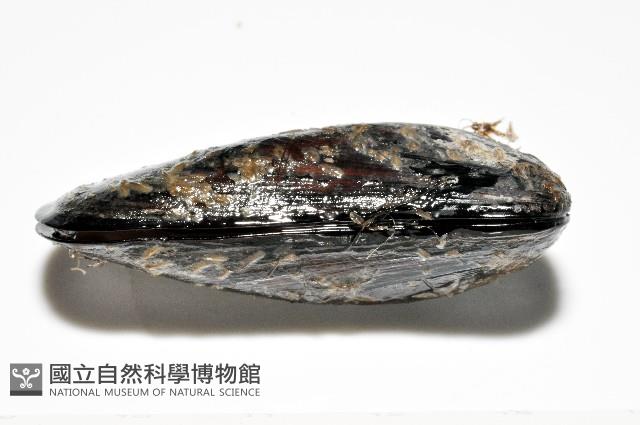 臺灣深海殼菜蛤藏品圖，第4張