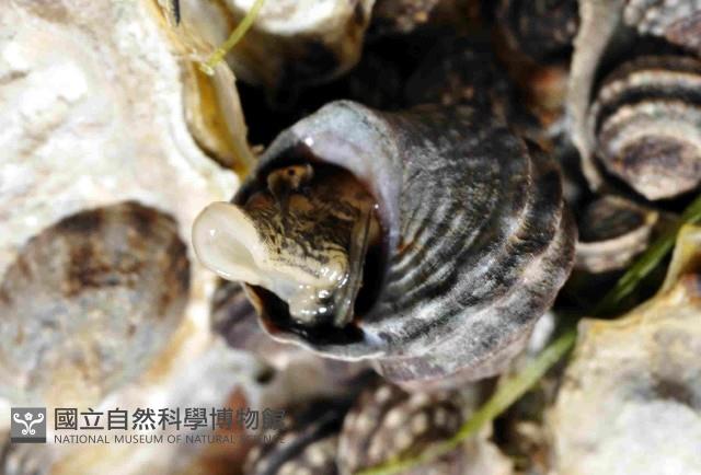 粗肋玉黍螺藏品圖，第4張