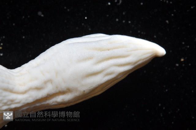 哈氏仙人掌海鰓藏品圖，第4張