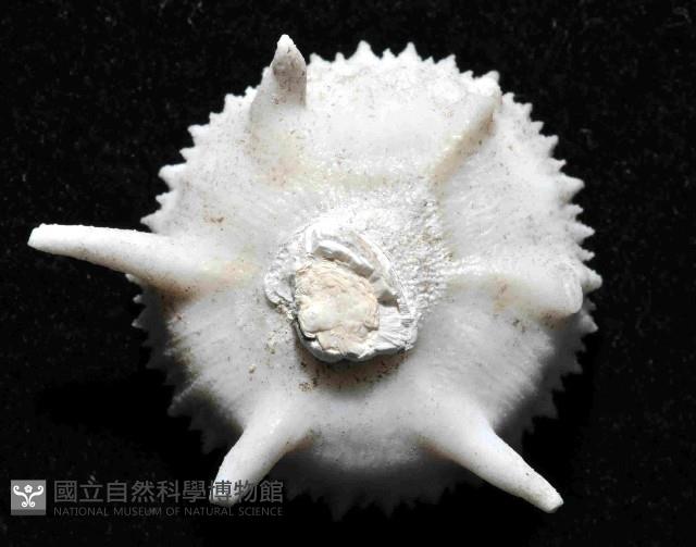 解析冠杯珊瑚藏品圖，第4張
