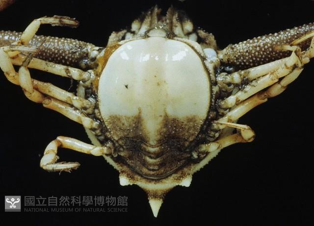 遁行長臂蟹藏品圖，第4張
