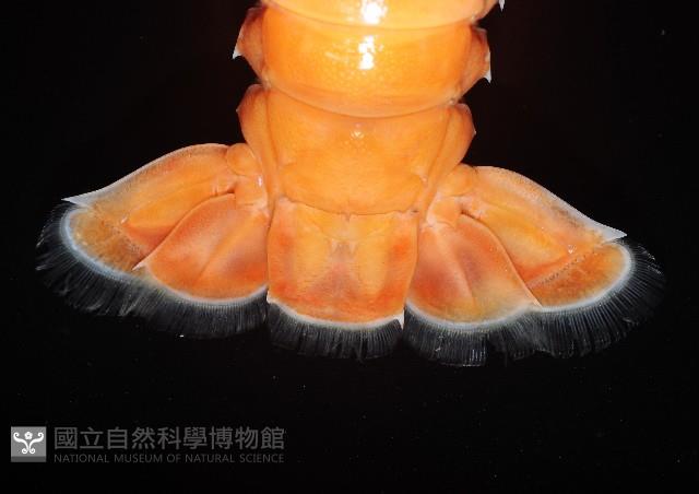紅斑後海螯蝦藏品圖，第4張