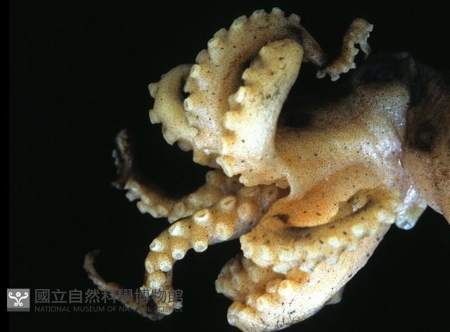 未知種藍環章魚藏品圖，第4張