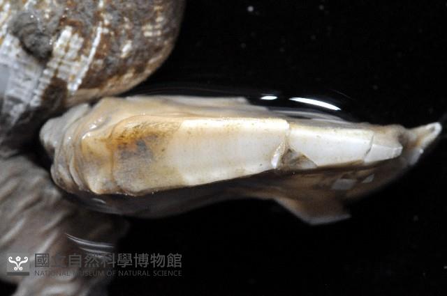 日本阿南鎧茗荷藏品圖，第4張