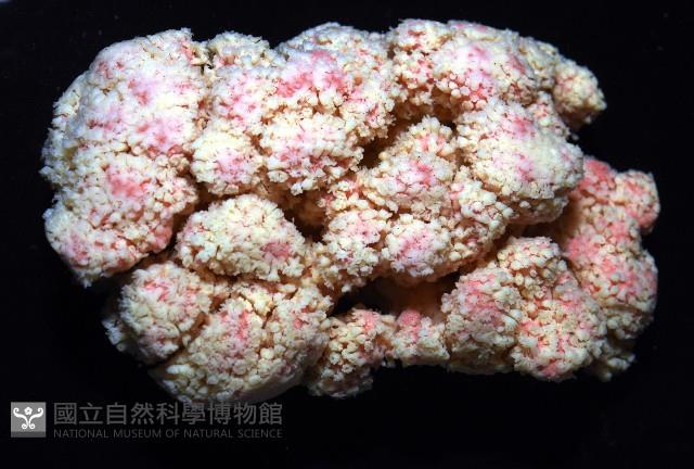 未知種軟珊瑚藏品圖，第4張