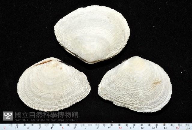 波紋櫻蛤藏品圖，第4張
