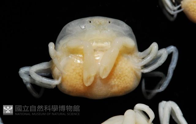 中華蚶豆蟹藏品圖，第4張