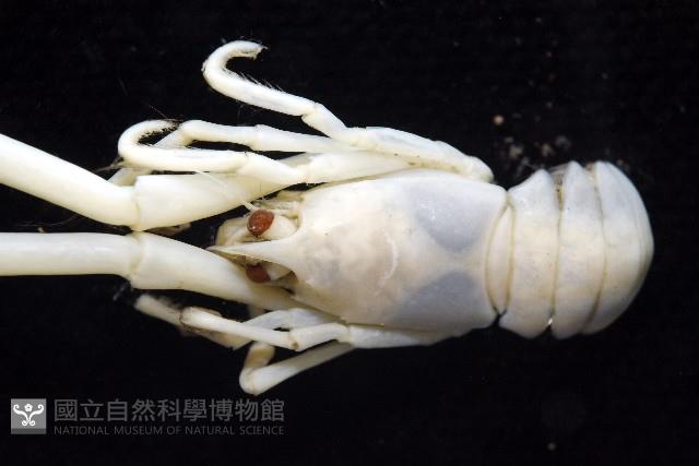 未知種折尾蝦藏品圖，第4張