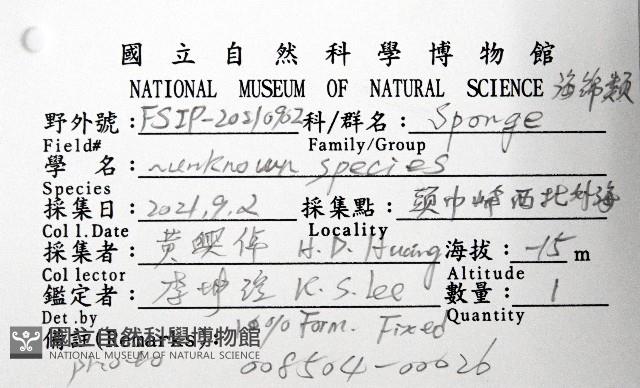 未知種海綿藏品圖，第4張