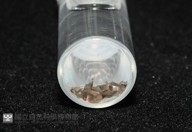 鵝茗荷藏品圖，第4張