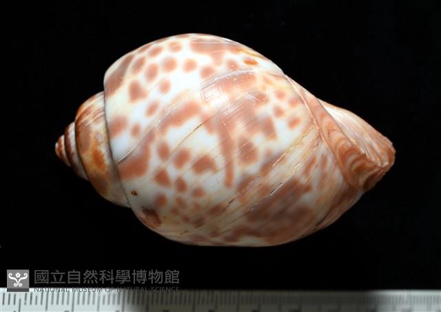 阿拉伯鳳螺藏品圖，第4張