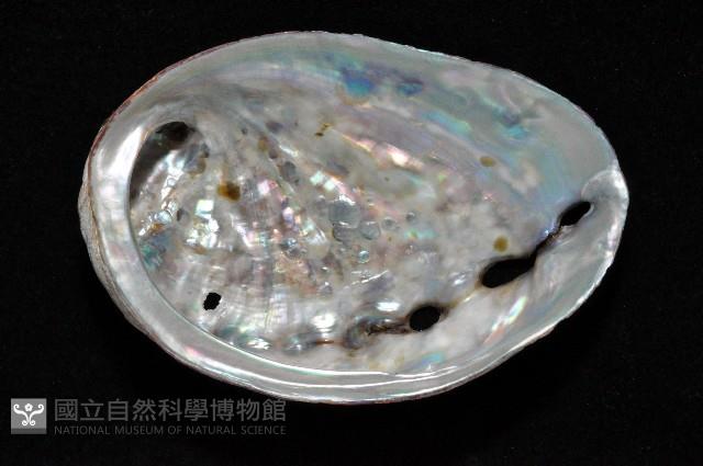 皺紋盤鮑藏品圖，第4張