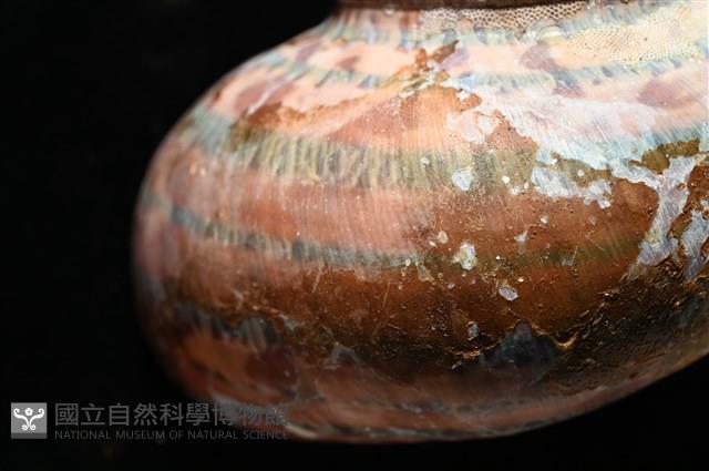 貓眼蠑螺藏品圖，第4張
