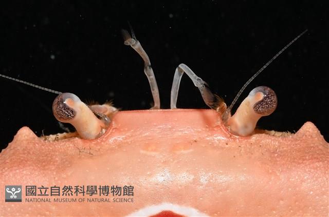 徽章聲蟹藏品圖，第4張