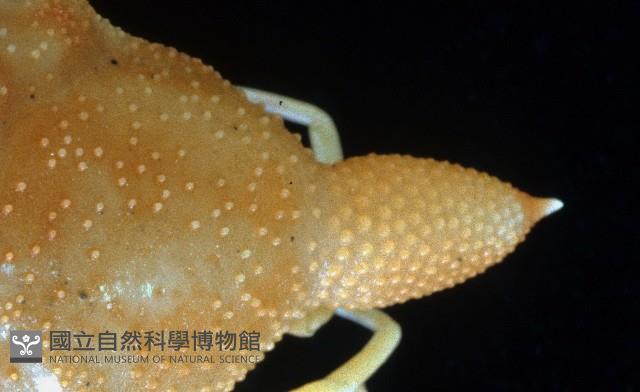艾氏飛輪蟹藏品圖，第4張