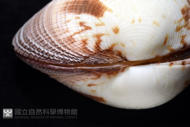 鉛球簾蛤藏品圖，第4張