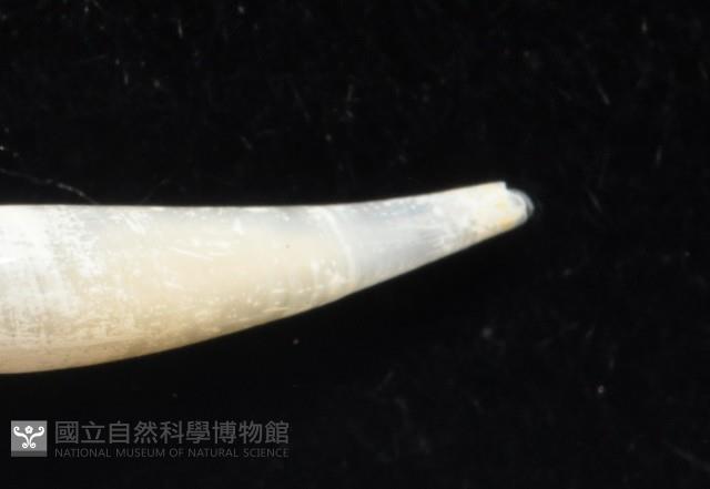胖象牙貝藏品圖，第4張
