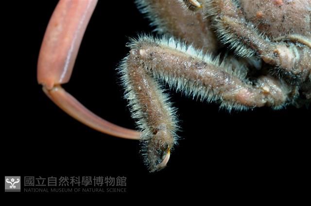 四齒(疣面)關公蟹藏品圖，第4張