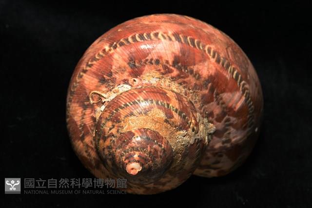 貓眼蠑螺藏品圖，第4張