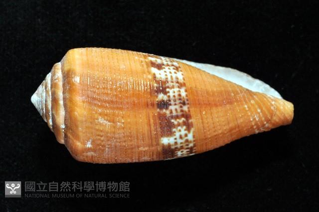 花帶芋螺藏品圖，第4張