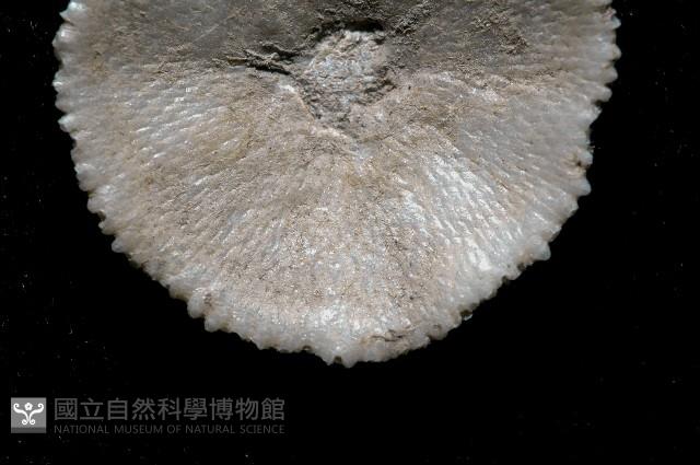 未知種齊苔蟲藏品圖，第4張
