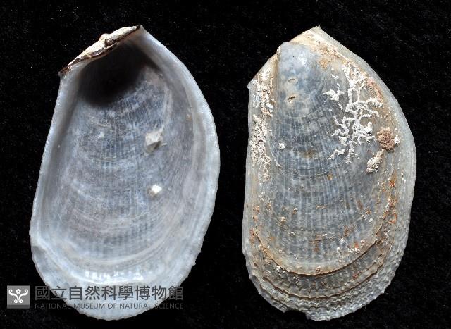 脆狐蛤藏品圖，第4張