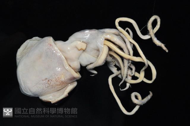 雙乳突僧頭烏賊藏品圖，第4張
