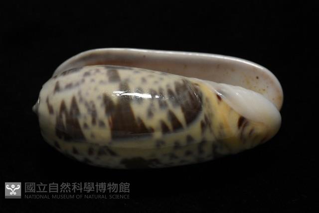 登錄號:007819-00136藏品圖，第4張