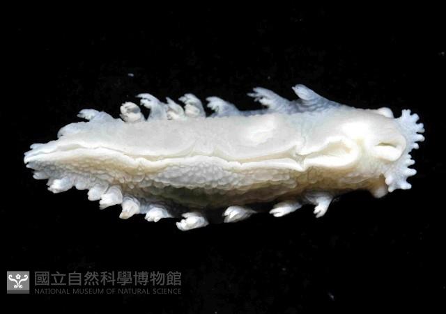 未知種三歧海蛞蝓藏品圖，第4張