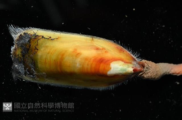 亞氏海豆芽藏品圖，第4張