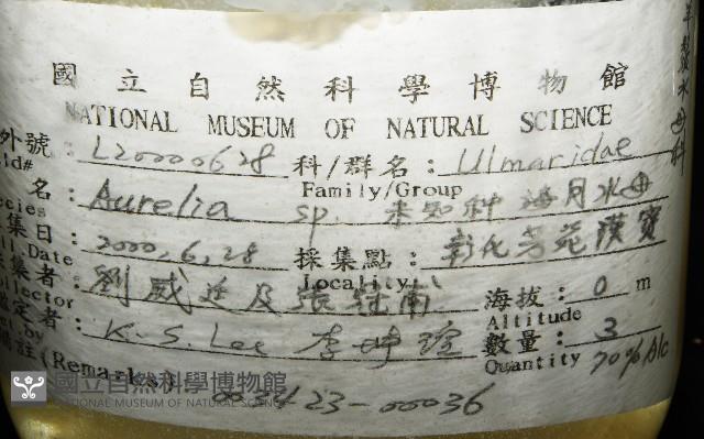 未知種海月水母藏品圖，第4張