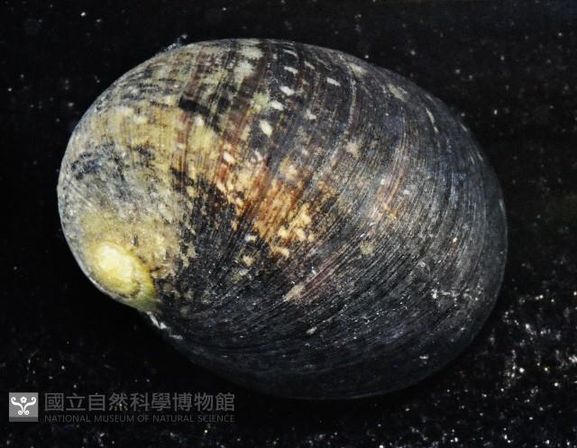 玉女蜑螺藏品圖，第4張