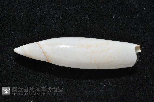 飛彈螺藏品圖，第4張