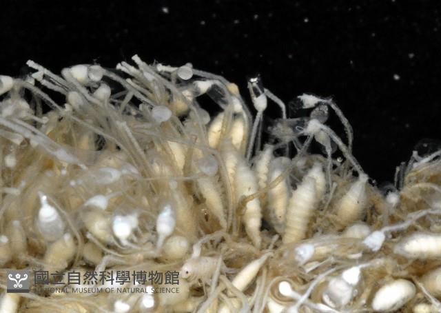 未知種水螅藏品圖，第4張
